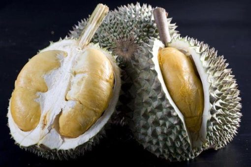 bibit tanaman durian duri hitam unggul cepat berbuah super murah Salatiga