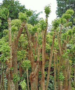 bibit tanaman hias pohon bonsai anting putri outdoor cemara beringin udang kipas Langsa