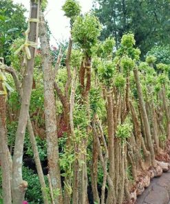 bibit tanaman hias pohon bonsai anting putri outdoor cemara beringin udang kipas Lampung