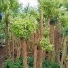 bibit tanaman hias pohon bonsai anting putri outdoor cemara beringin udang kipas Sungai Penuh