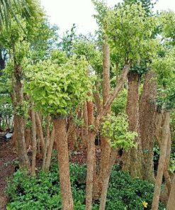 bibit tanaman hias pohon bonsai anting putri outdoor cemara beringin udang kipas Sungai Penuh