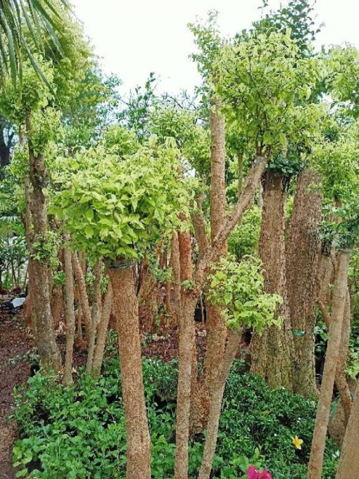 bibit tanaman hias pohon bonsai anting putri outdoor cemara beringin udang kipas Sungai Penuh