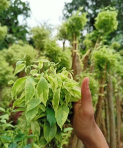bibit tanaman hias pohon bonsai anting putri outdoor cemara beringin udang kipas Bandung