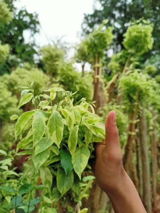bibit tanaman hias pohon bonsai anting putri outdoor cemara beringin udang kipas Bandung