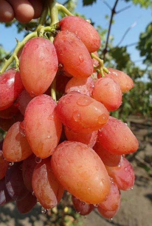 bibit anggur import cutting grafting sudahtumbuh Sorong