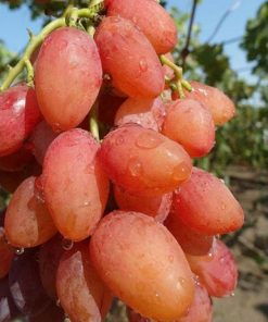 bibit anggur import cutting grafting sudahtumbuh Padangpanjang