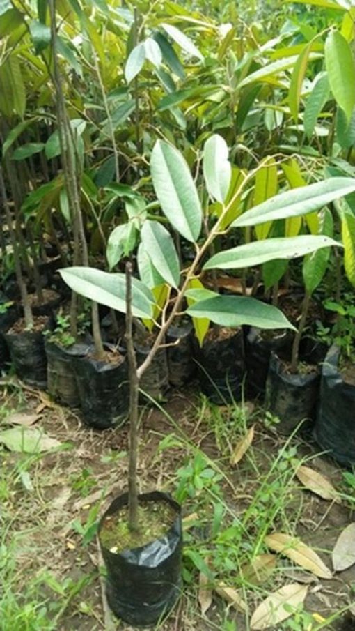 bibit durian duri hitam ochee asli super Bima