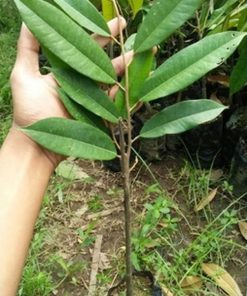bibit durian duri hitam ochee asli super Nusa Tenggara Timur