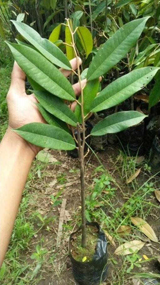 bibit durian duri hitam ochee asli super Nusa Tenggara Timur