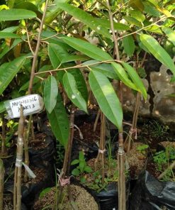 bibit durian musangking kaki 3 Kalimantan Selatan