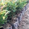 bibit pucuk merah varietas unggul Aceh