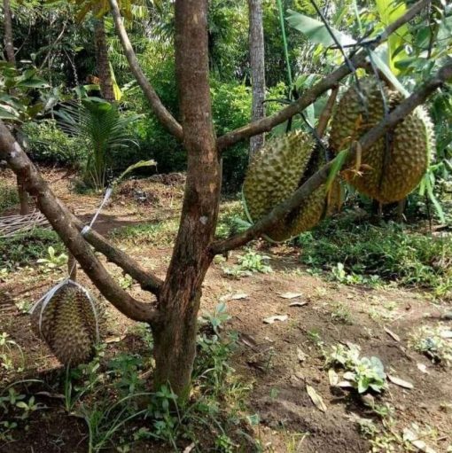 bibit durian musangking super genjah Sulawesi Selatan