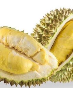 bibit durian musangking super genjah Jawa Tengah