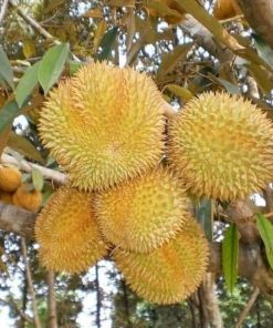 Bibit Durian Bawor hasil okulasi lebih cepat berbuah Sulawesi Selatan