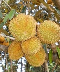 Bibit Durian Bawor hasil okulasi lebih cepat berbuah Sumatra Selatan
