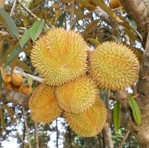 Bibit Durian Bawor hasil okulasi lebih cepat berbuah Sumatra Selatan