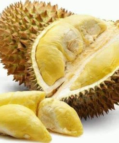bibit durian duri hitam unggul okulasi cepat berbuah Padangpanjang