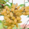 BIBIT ANGGUR IMPORT JENIS TRANSFIGURATION Samarinda