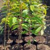 Bibit Durian Montong Super jumbo Bandung
