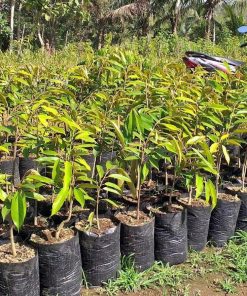 Bibit Durian Montong Super jumbo Papua Barat