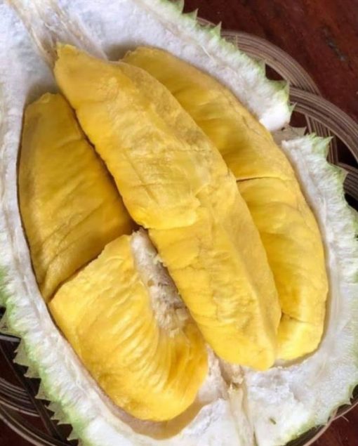 bibit durian montong super jumbo Kalimantan Selatan