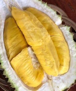 Bibit Durian Montong Super jumbo Ternate
