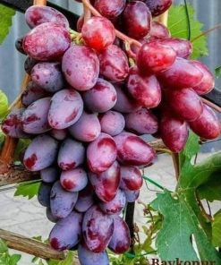 Bibit Anggur Import Baikonur Tempel Tunas Bisa Cod Kalimantan Barat