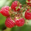 bibit tanaman buah raspberry raspberri rasberri rasberry rusberry Tangerang