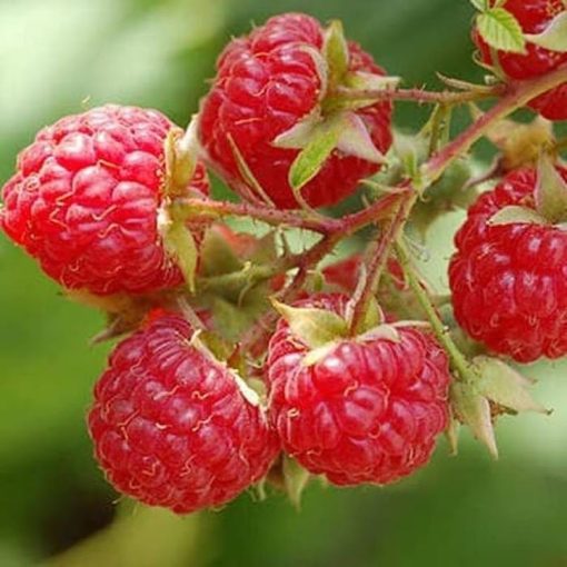 bibit tanaman buah raspberry raspberri rasberri rasberry rusberry Tangerang