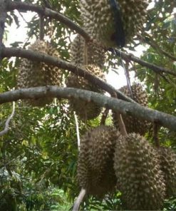 bibit tanaman buah durian musangking Palopo