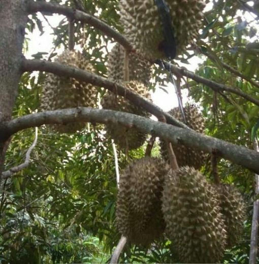 bibit tanaman buah durian musangking Palopo