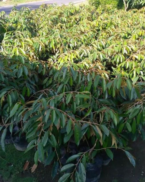 bibit tanaman buah durian musangking Singkawang