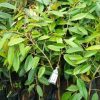 Bibit Durian Bawor Okulasi Serang