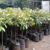 Bibit Tanaman Durian Bawor Hasil Okulasi Siap Berbuah Aceh