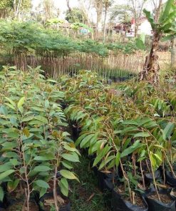 Bibit Tanaman Durian Bawor Hasil Okulasi Siap Berbuah Jawa Barat