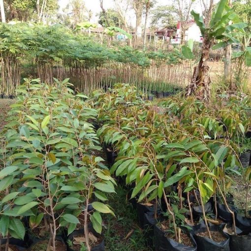 Bibit Tanaman Durian Bawor Hasil Okulasi Siap Berbuah Pontianak