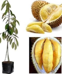 cl3n bibit pohon durian bawor 3 kaki tinggi 1 meter up kondisi siap Tarakan