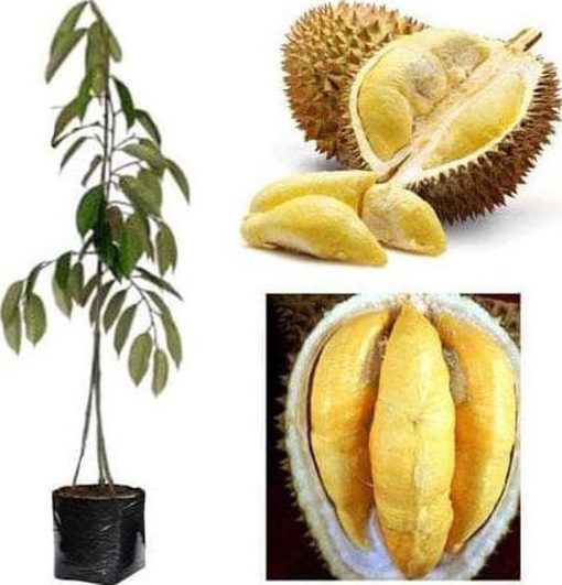 cl3n bibit pohon durian bawor 3 kaki tinggi 1 meter up kondisi siap Jakarta