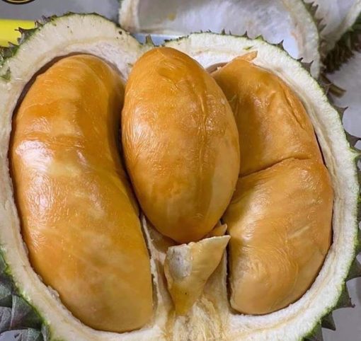 BIBIT DURIAN DURI HITAM Durian Ochee Sumatra Barat