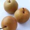 Bibit pear coklat asia Singkawang
