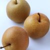 Bibit pear coklat asia Nusa Tenggara Timur