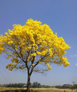 Tanaman Bunga Tabebuya Kuning Aceh