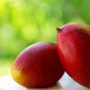 Bibit Mangga Yuwen Sumatra Barat