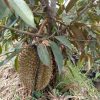 Bibit Durian Musangking Original Murah Unggul Bisa COD Kendari