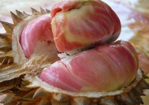 Bibit Durian Pelangi Jawa Tengah
