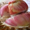 Bibit Durian Pelangi Jakarta