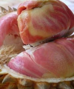 Bibit Durian Pelangi Sulawesi Selatan