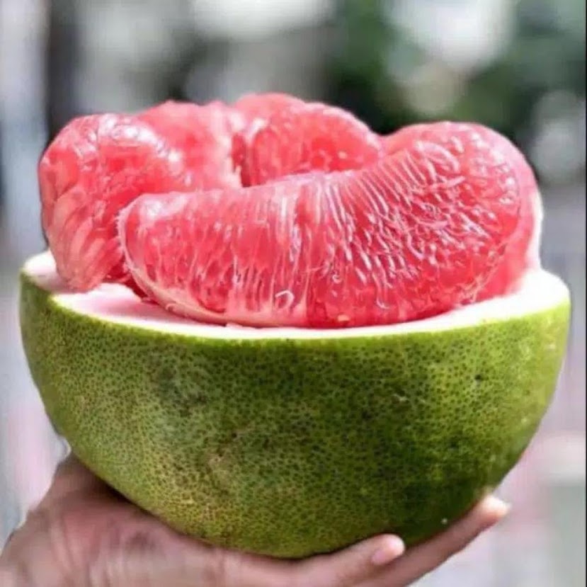 Gambar Produk Bibit Buah Jeruk Bali Keprok Okulasi 50 70 cm Cepat Berbuah Jawa Tengah