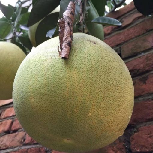 Bibit Buah Jeruk Bali Keprok Okulasi 50 70 cm Cepat Berbuah Jawa Timur