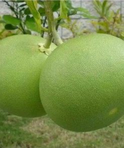 Bibit Buah Jeruk Bali Keprok Okulasi 50 70 cm Cepat Berbuah Jawa Tengah